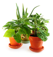 House_plants